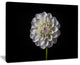 "Isolated Dahlia Flower in Black" Canvas Print, 20"x12"