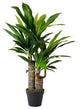 Faux Dracaena in Black Pot, 35"