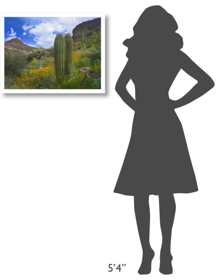 "Saguaro amid flowering Lupine, Organ Pipe Cactus Monument" Paper Art, 26"x20"