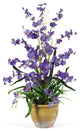 Dancing Lady Silk Orchid Arrangement, Purple