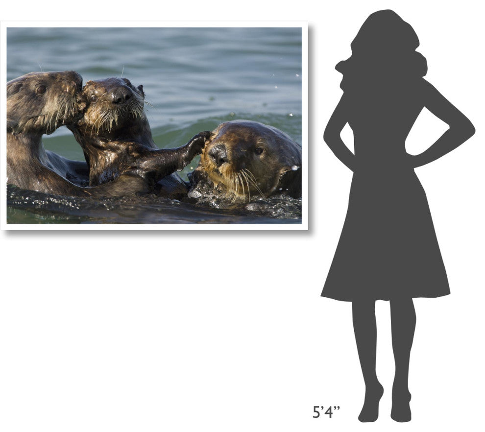 "Sea Otter male chasing mother with pup, Monterey Bay" Paper Art, 50"x34"