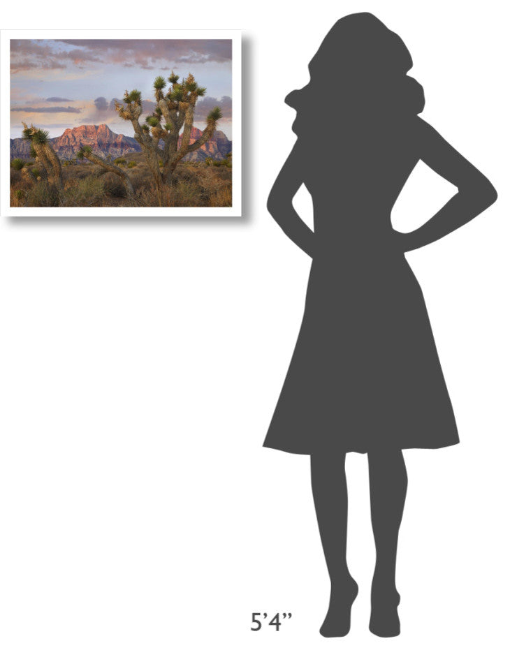 "Joshua Tree, Spring Mountains, Red Rock Canyon Conservation" Paper Art, 26"x20"