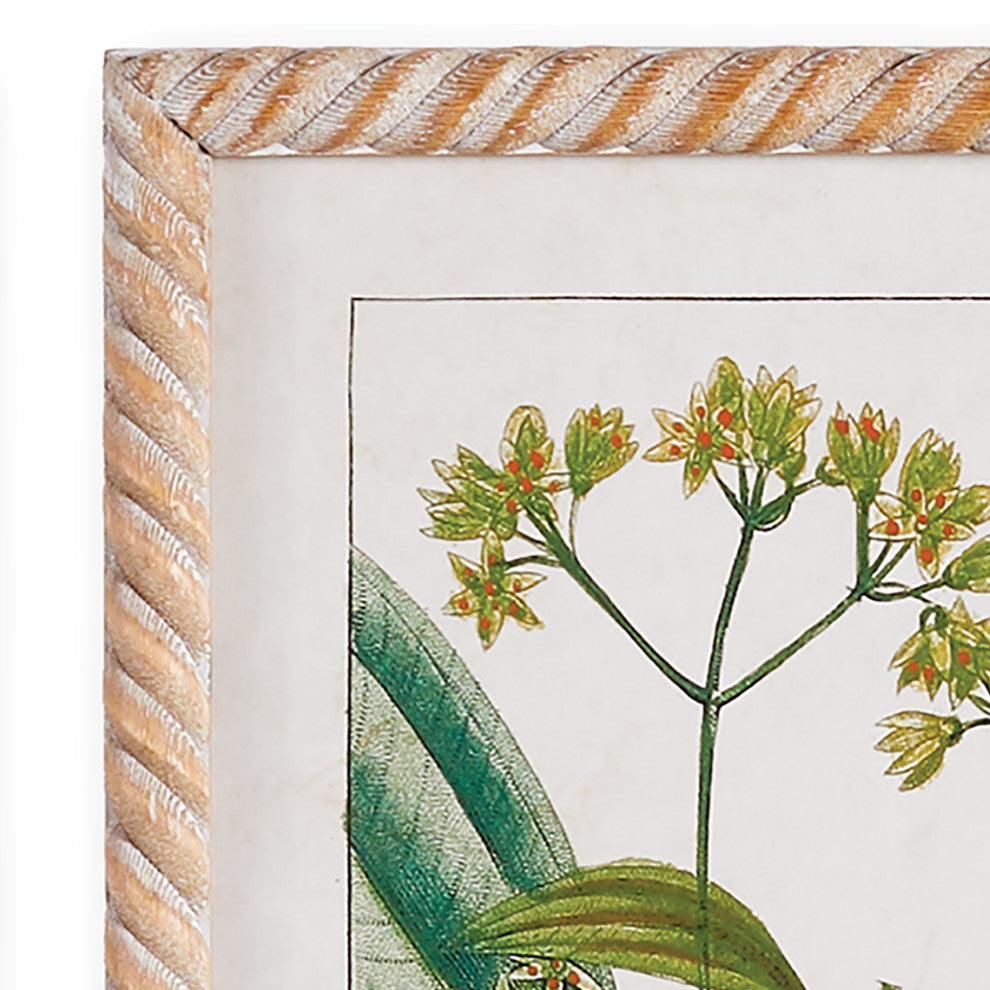 4-Piece Meadow Botanical Study Set
