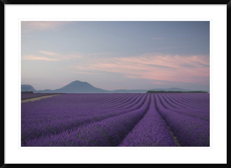 "Lavender Field" Framed Digital Print by Rostovskiy Anton, 44x32"