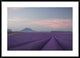 "Lavender Field" Framed Digital Print by Rostovskiy Anton, 44x32"