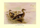 Madagascan Teal- Gallery Wrapped Canvas Art 28" x 42"