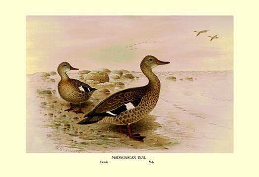 Madagascan Teal- Gallery Wrapped Canvas Art 28" x 42"
