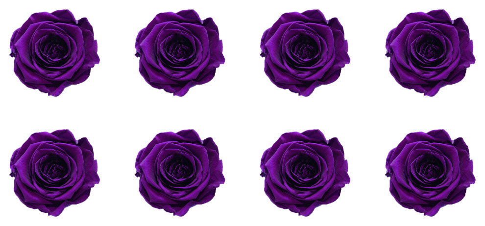 Regular Preserved Roses, Set of 8, Velvet Plum