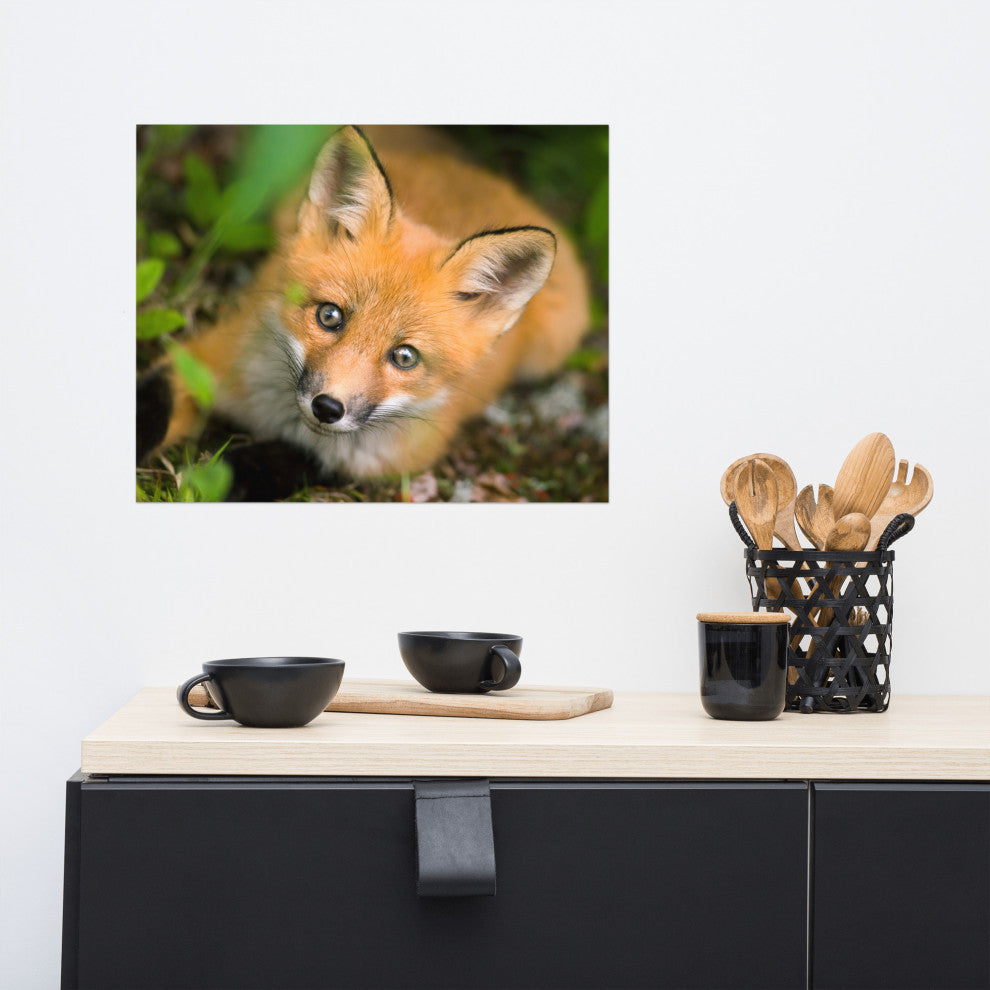 Young Red Fox Face Animal Wildlife Nature Photograph Loose Wall Art Print, 16" X 20"