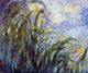 Claude Oscar Monet Yellow Irises, 20"x25" Wall Decal Print