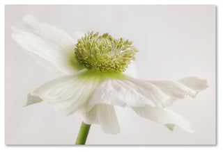 Cora Niele 'White Anemone Flower' Canvas Art