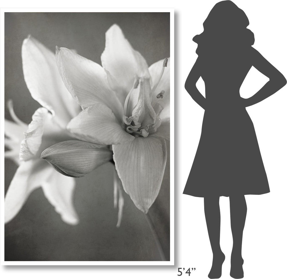 "White Amaryllis II" Digital Paper Print by Laura Marshall, 42"x62"