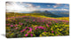 Summer Day Rhododendron Flowers, Landscape Canvas Art Print, 32"x16"