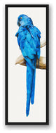 Blue Parrot 12x36 Black Floating Framed Canvas