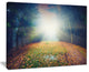 "Rising Sun Over Arched Forest" Landscape Photo Wall Art, 20"x12"