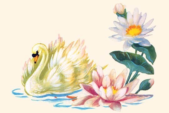 Swan Swimming by Pond Flowers - Gallery Wrapped Canvas Art 28" x 42"