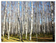 Sunny Autumn Birch Grove, Modern Forest Triptych Canvas Art, 36x28, 3 Panels