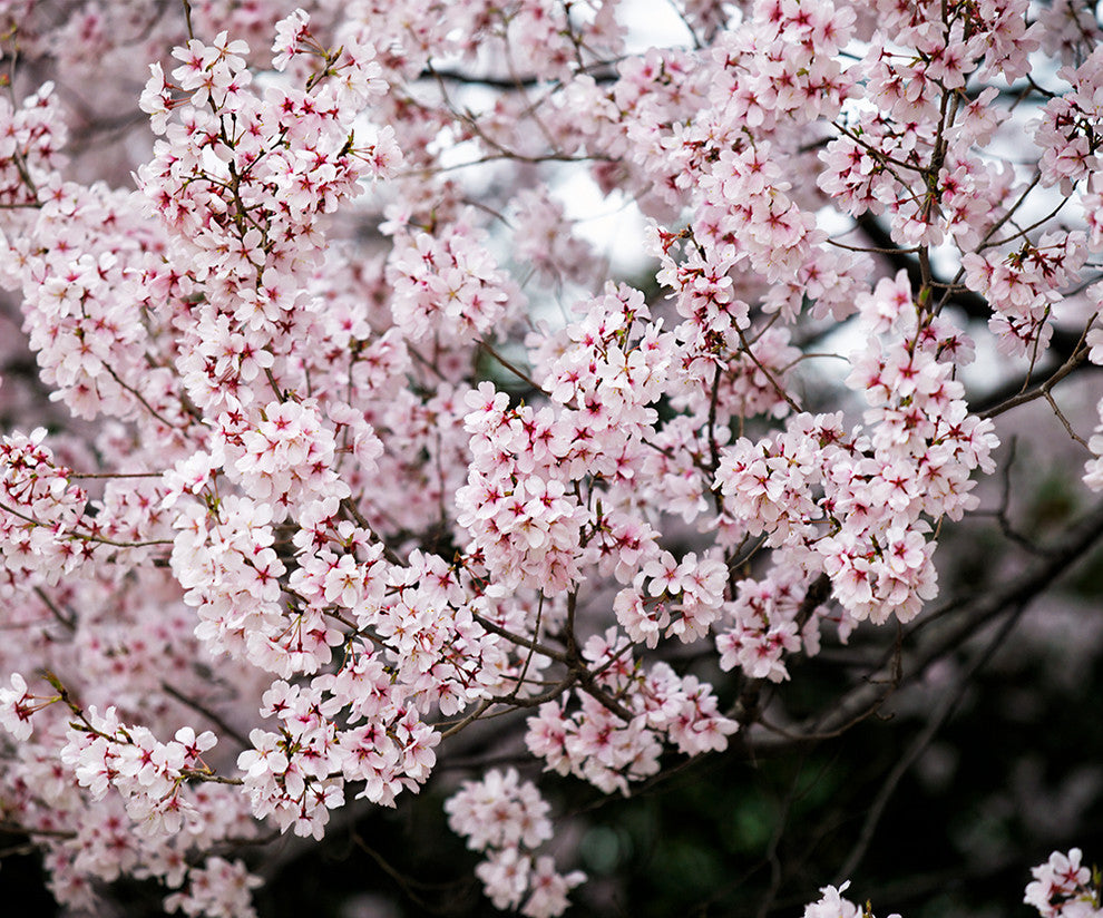 "Sakura" Canvas, 20"x24"