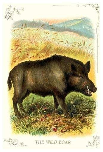 The Wild Boar - Gallery Wrapped Canvas Art 28" x 42"