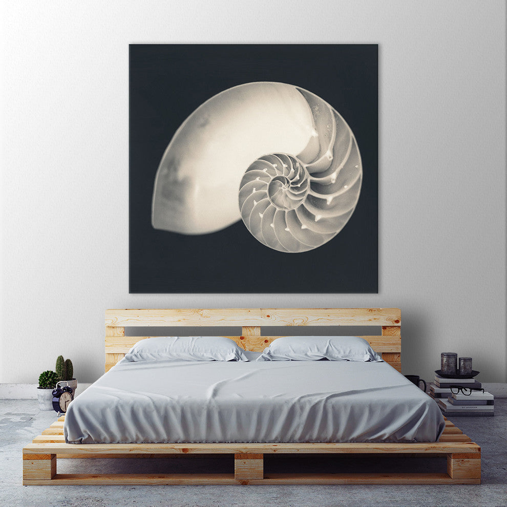 "Shell I" Fine Art Canvas Print, 54"x54"