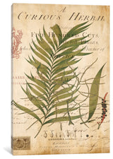"Palm Study I" by Deborah Devellier, Canvas Print, 18"x12"