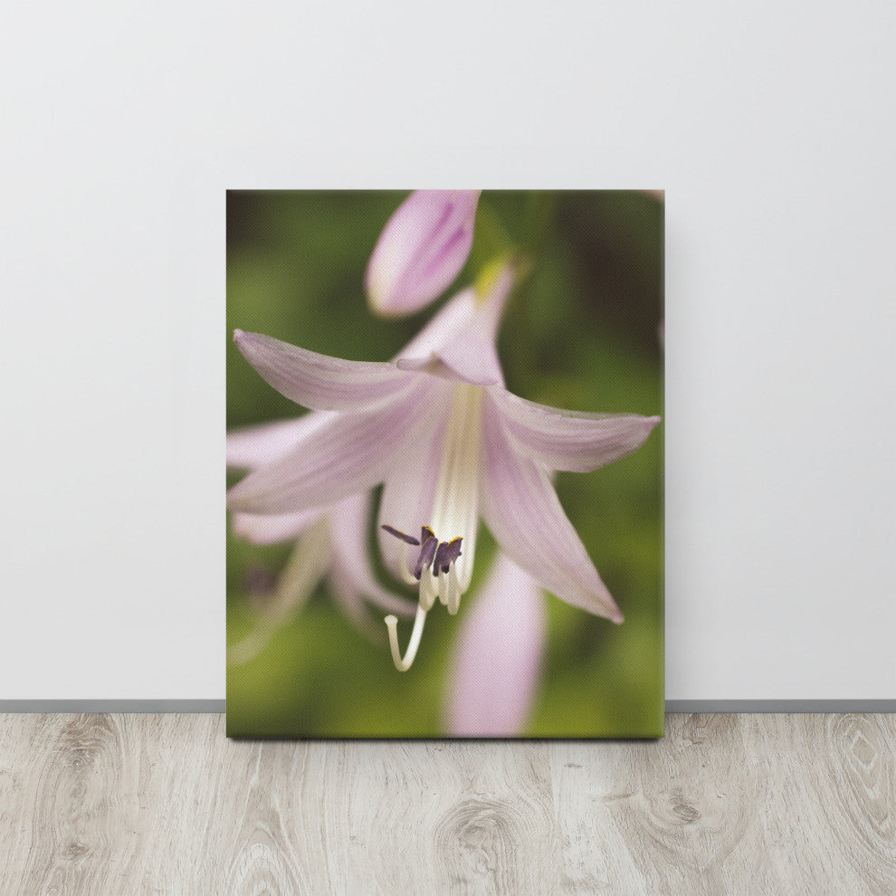 Softened Hosta Bloom Floral Nature Photo Canvas Wall Art Print, 16" X 20"