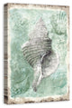 "Conch Shell" Canvas Wall Art, 24"x36"