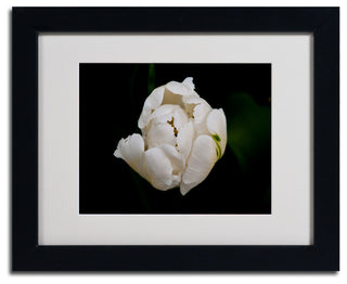 'White Parrot Tulip' Matted Framed Canvas Art by Kurt Shaffer