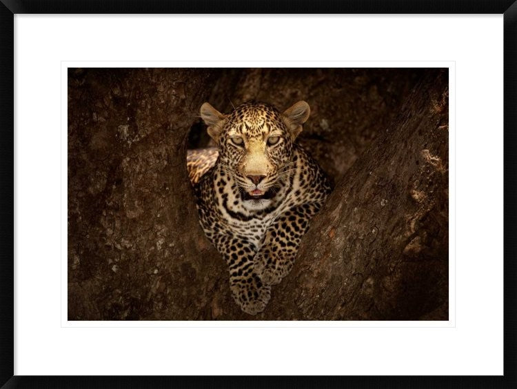 "Leopard Resting On A Tree At Masai Mara"  by Ozkan Ozmen Photography, 30x22"