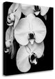 "Orchid Portrait I" By Jeff Maihara, Giclee Print on Gallery Wrap Canvas