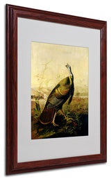'American Wild Turkey' Matted Framed Canvas Art by John James Audubon