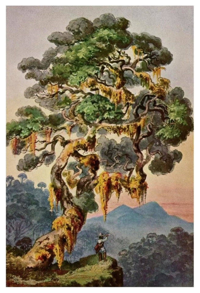 "Der Vulkan Merapi auf Sumatra Hochland von Padang" Print, 18"x26"