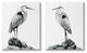 Great Herons Standing Rocks Black White Bird Portraits,16 x 20