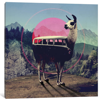"Llama" by Ali Gulec, Canvas Print, 26"x26"