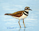 Betsy Drake Killdeer Outdoor Wall Hanging 24x30