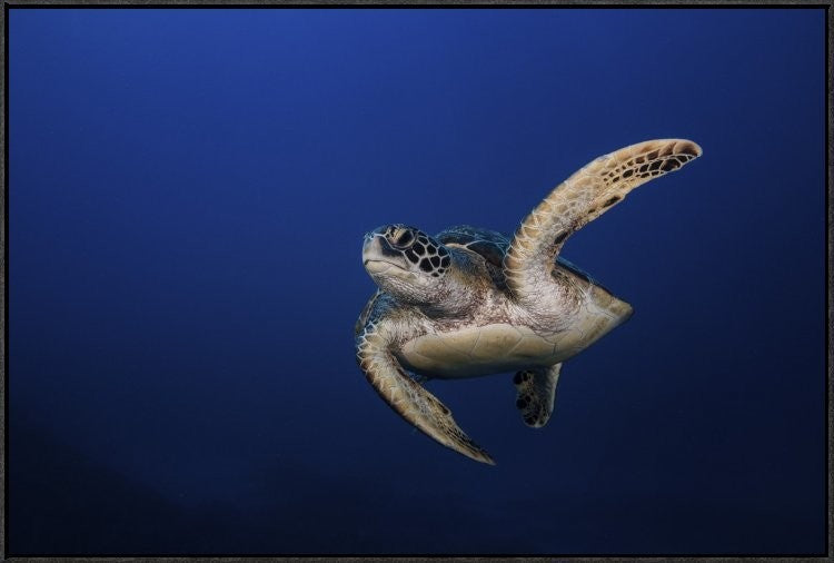 "Green Turtle" Framed Canvas Giclee by Barathieu Gabriel, 37x25"