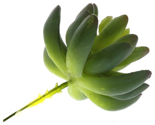 Single succulent on pure white background showing full plant.