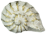 White Cast Iron Nautilus Shell Drawer Pull Decorative Cabinet Knob Set of 6
