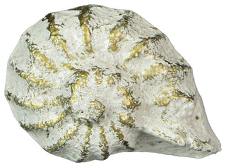 White Cast Iron Nautilus Shell Drawer Pull Decorative Cabinet Knob Set of 6