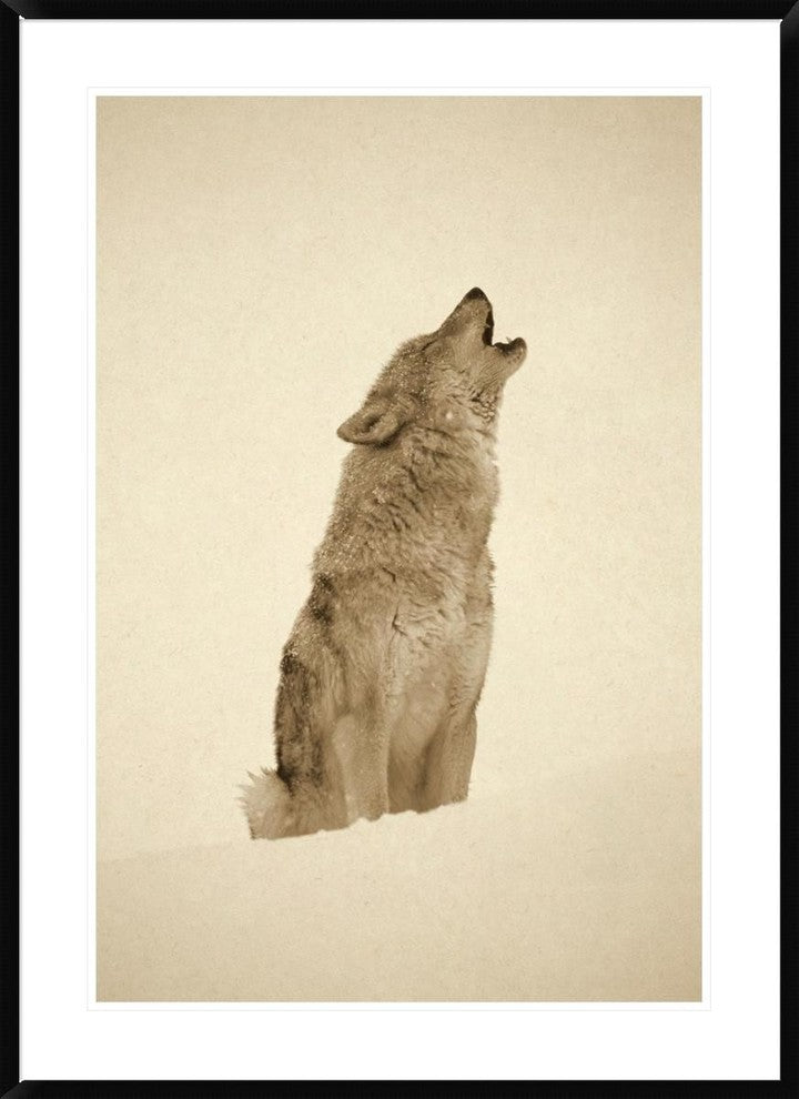Timber Wolf Portrait, Howling In Snow, North America, Sepia, 30"x38"