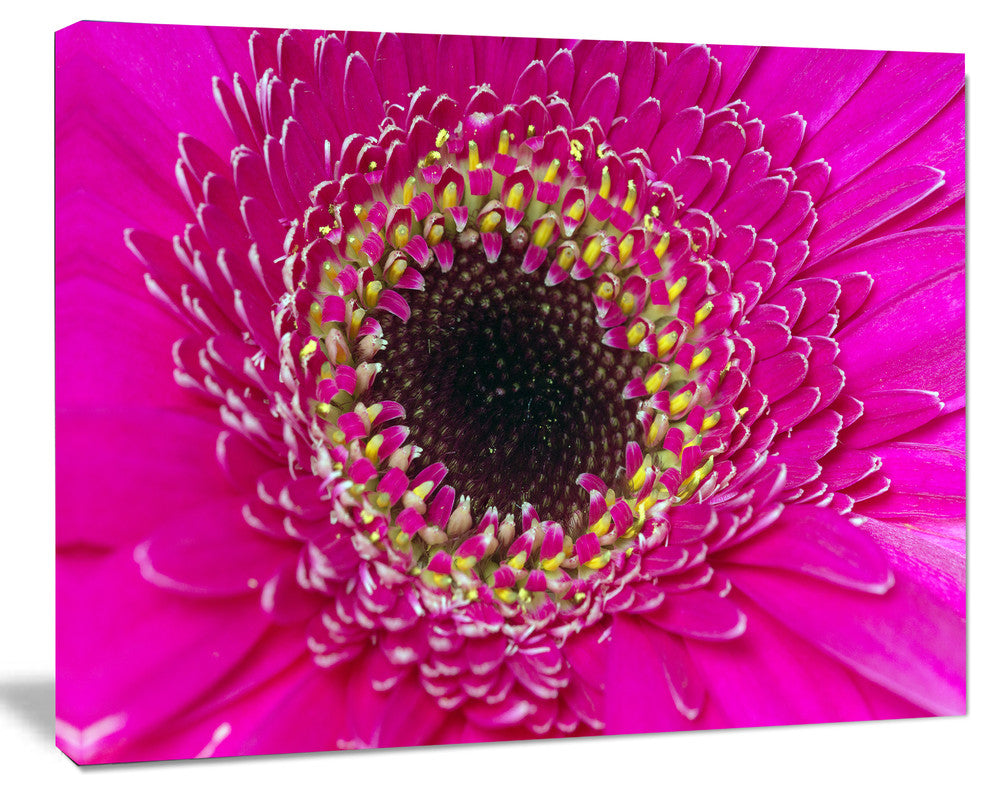 Center of Gerbera Flower Close up, Flowers Canvas Wall Artwork, 20"x12"