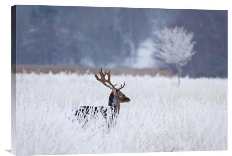"Fallow Deer In The Frozen Winter Landscape" Canvas by Allan Wallberg, 24x16"