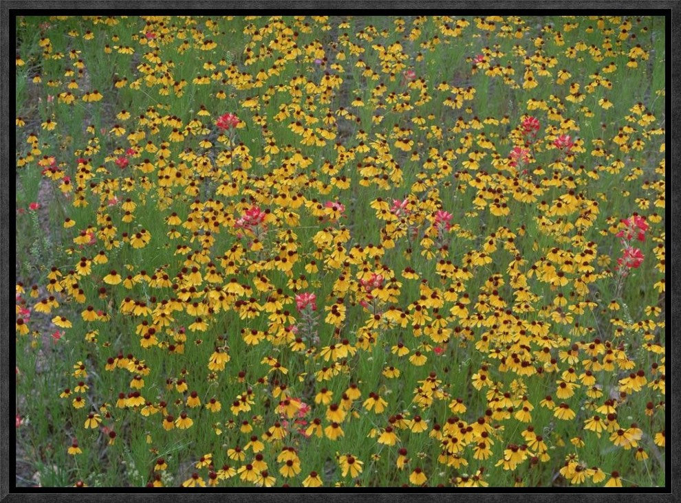 Paintbrush and Coreopsis Meadow, Hill Country, Texas, 16"x12"