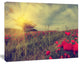 Vintage Photo of Poppies at Sunset, Large Floral Canvas Art Print, 60"x28"