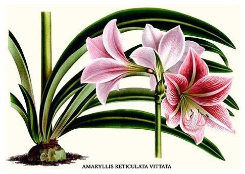 Amaryllis Reticulata Vittata- Fine Art Giclee Print 24" x 36"