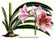 Amaryllis Reticulata Vittata- Fine Art Giclee Print 24" x 36"