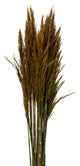 Vickerman all Natural Plume Reed Bundle, Preserved, Aspen Gold