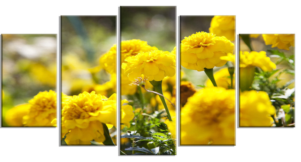 Bright Yellow Marigold Flowers, Floral Canvas Art Print, 60"x32", 5 Panels