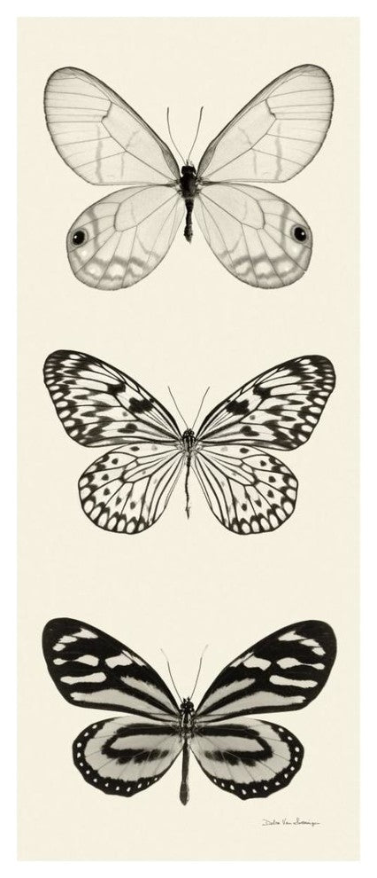 "Butterfly - BW Panel II" Digital Paper Print by Debra Van Swearingen, 14"x32"