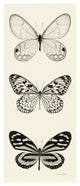 "Butterfly - BW Panel II" Digital Paper Print by Debra Van Swearingen, 14"x32"